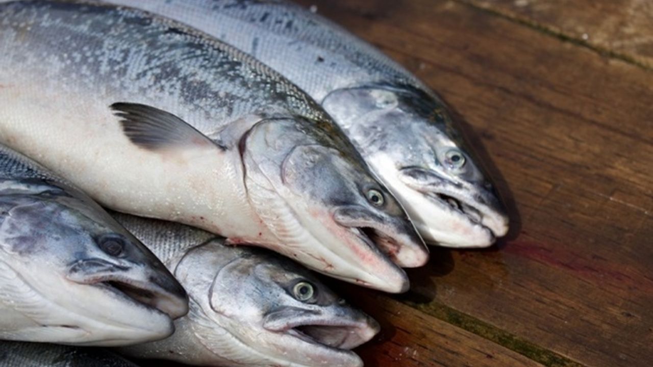 Küresel ısınma sofradaki balık çeşitliliğini tehdit ediyor