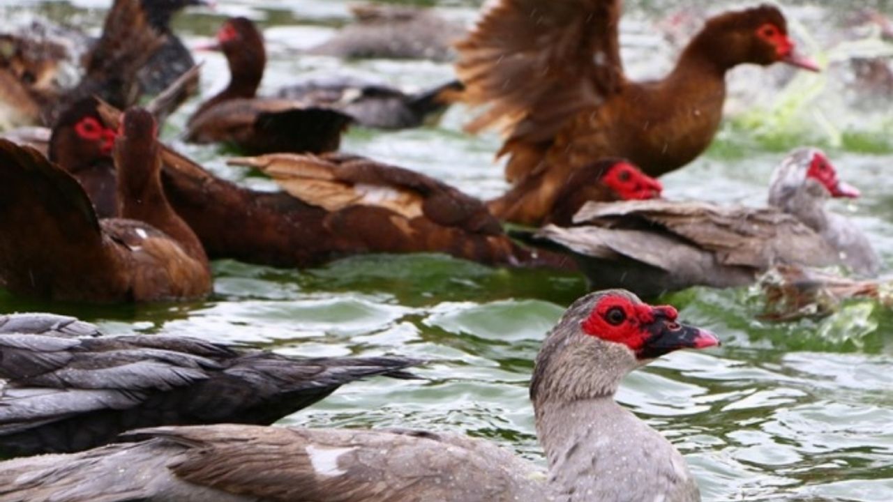 Aksaraylı üretici maskeli ördek talebine yetişemiyor