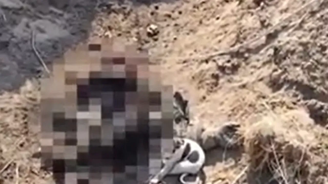 Dünyayı dehşete düşüren görüntüler! ‘Rus askerleri köpeklere yem oluyor’