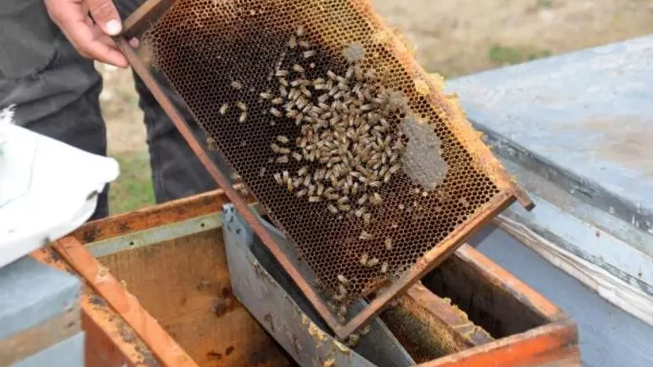 Adana'da korkutan olay! 500 kovan arı öldü, inceleme başlatıldı