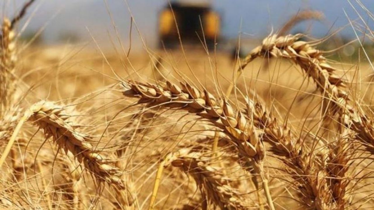 Buğdaya yüzde 22 zam: 'Tüketiciye ekmek ve un zammı olarak dönecek'