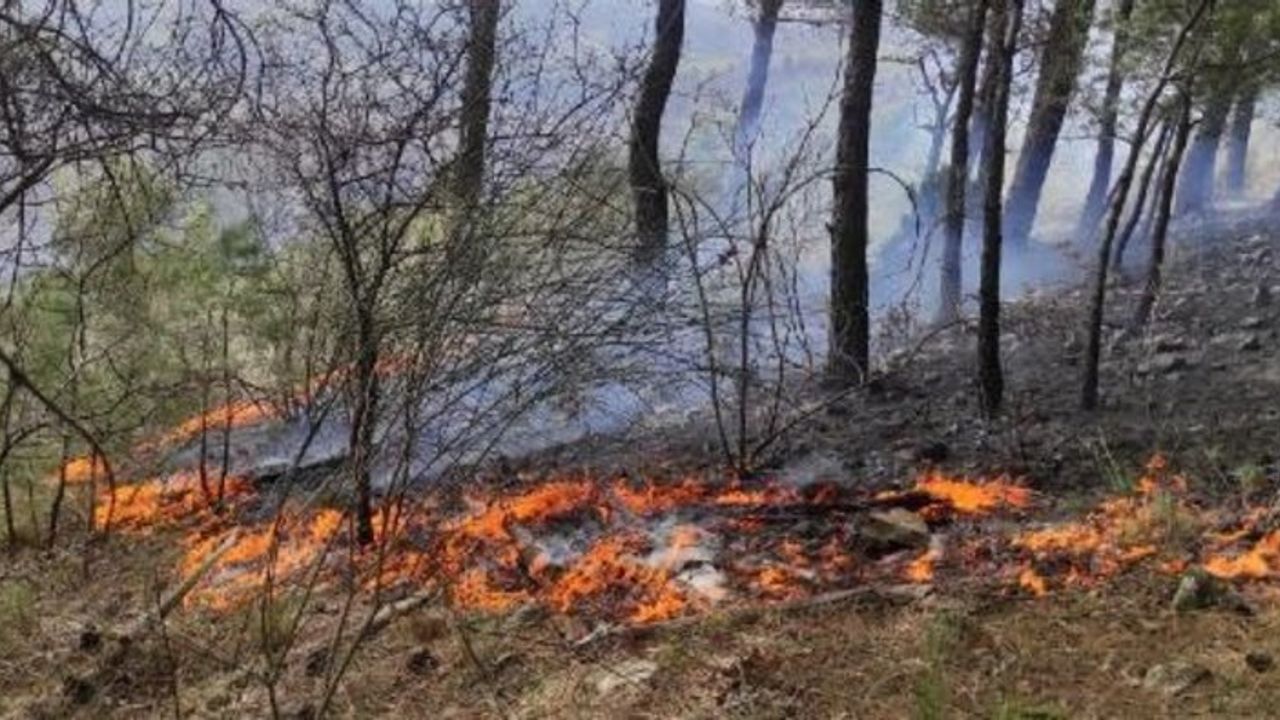 Çanakkale'de orman yangını!