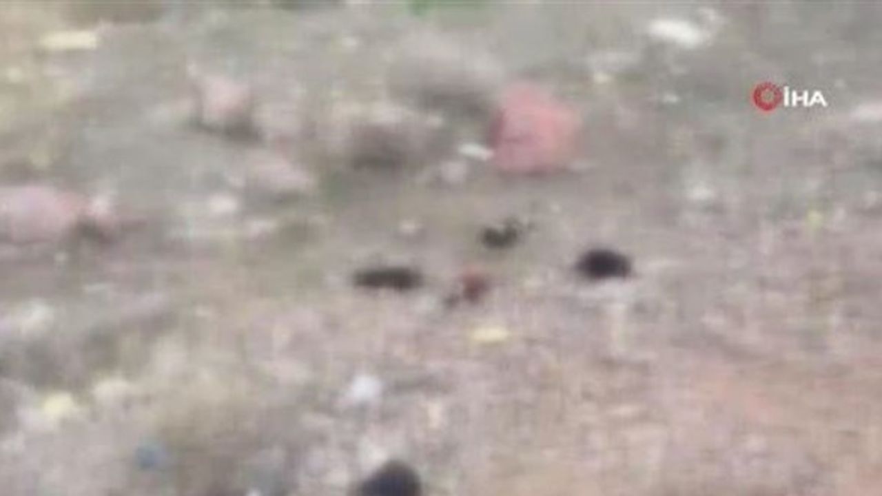 Ankara'da 7 tane yavru pitbull köpeği ölü bulundu
