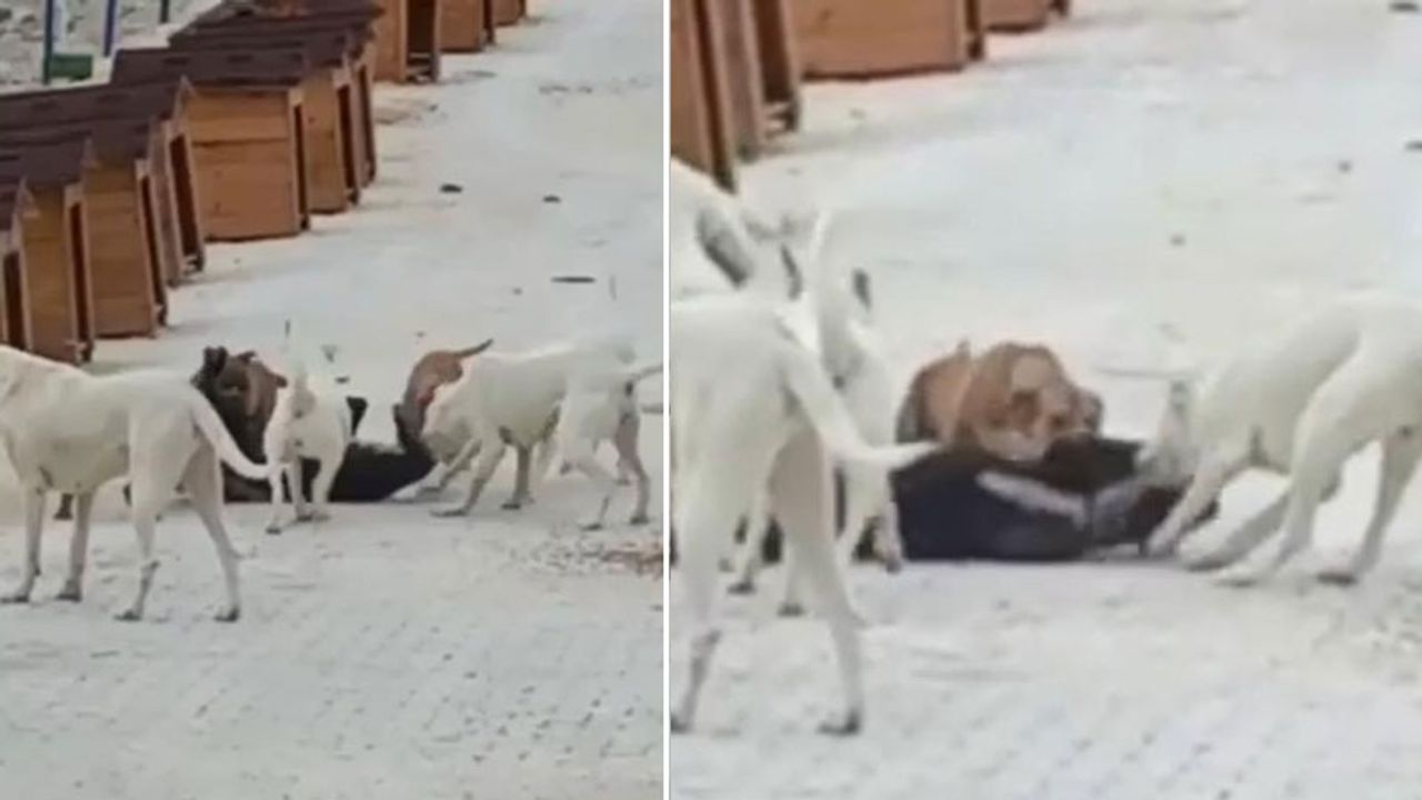 Barınaktaki yasaklı ırk köpekler birbirine saldırdı