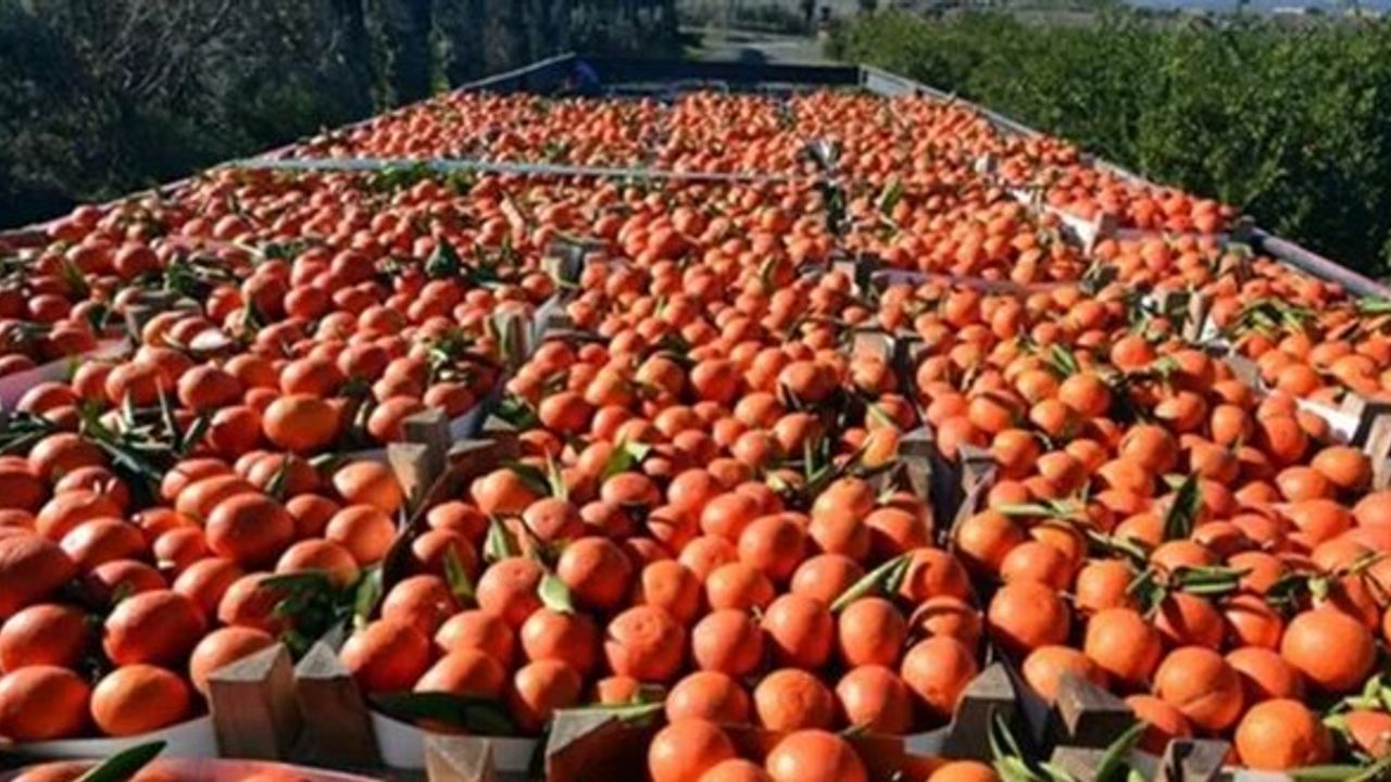 Rusya, 5 tarım ürününde ithalat kısıtlamasını kaldırdı