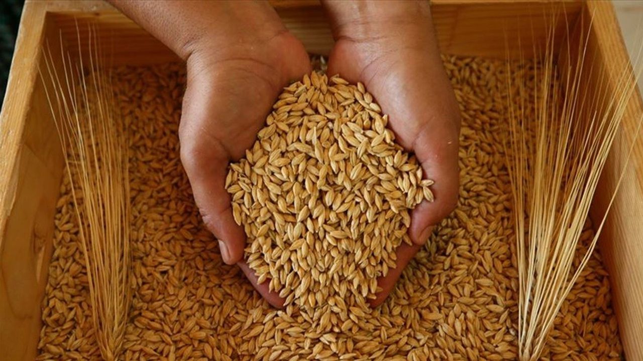 Buğdayda kriz büyüyor! Ekmek zammı kaçınılmaz olacak