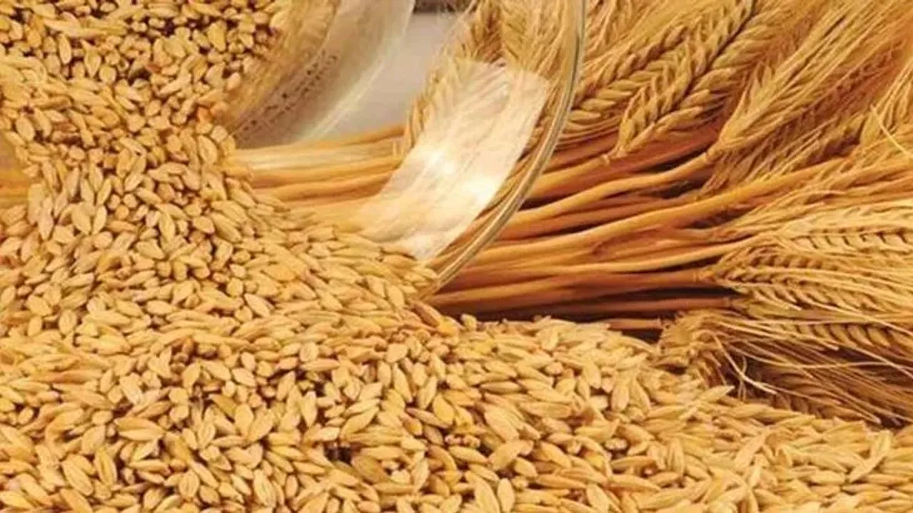 TMO hububat fiyatları 2022! Buğday ve arpa alım fiyatı ne kadar, ne zamana kadar satılmalı?