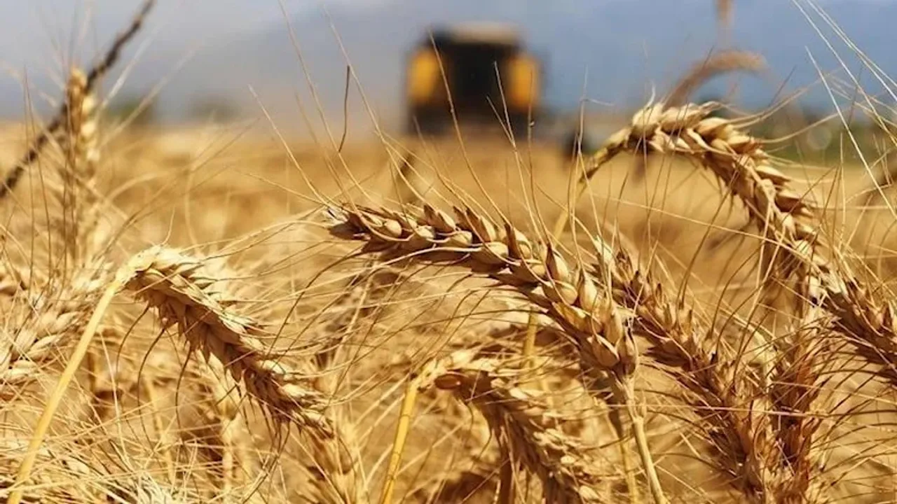 Türkiye Venezüela topraklarında buğday üretecek