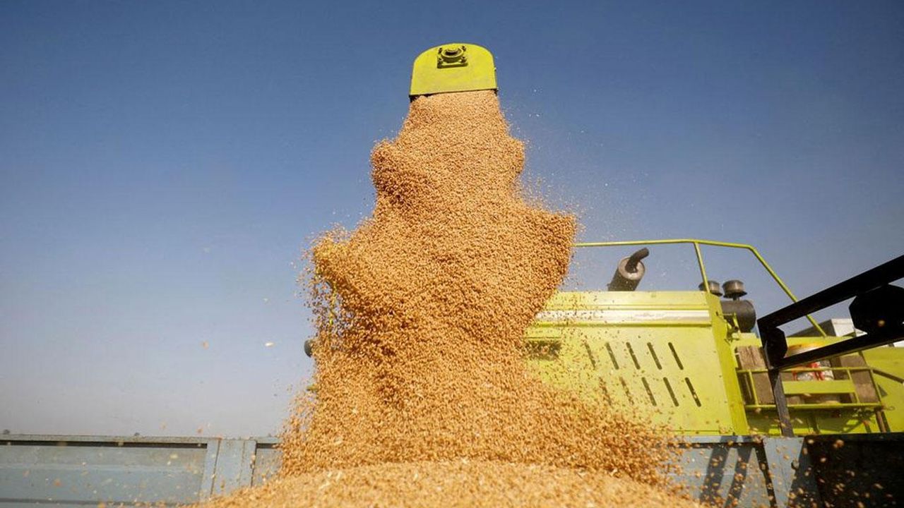 Kriz kapıda! Küresel buğday üretimi son üç yılın en düşük seviyesinde