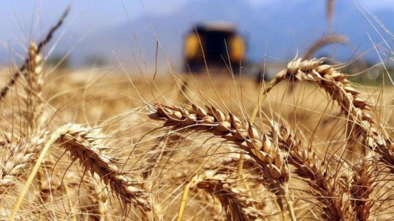 Çiftçi çözüm beklerken: Türkiye artık Venezuela’da buğday üretecek