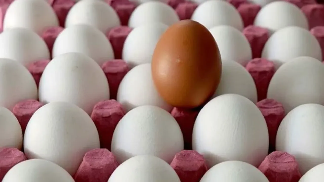 Yumurta üreticileri anlattı: Piyasada yumurta kalmayacak