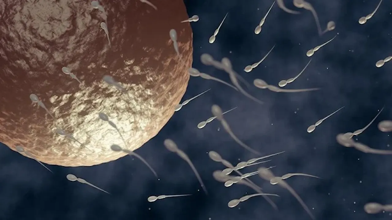 Uzmanlar açıkladı… Ambalaj kimyasalları sperm kalitesini düşürüyor
