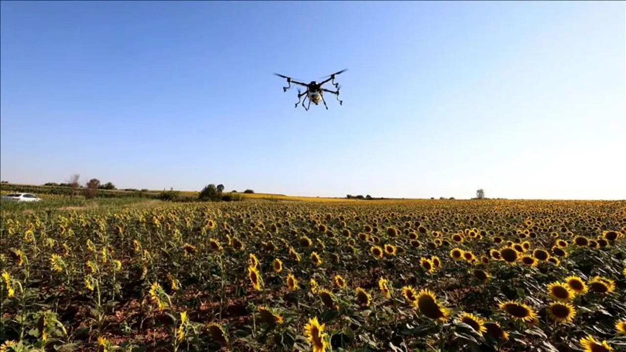 Ayçiçek tarlalarını basan tırtıllara çözüm: Drone ile ilaçlama yapıldı