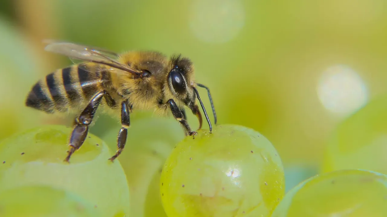 Uzmanlardan korkutan açıklama: 'Arılar tozlaşma yapamazsa birçok meyve türü yok olacak'
