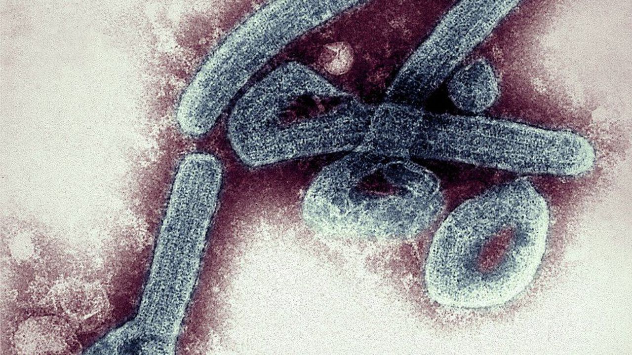 Yarasalardan bulaşıyor! Marburg virüsü sonucu 2 kişi hayatını kaybetti