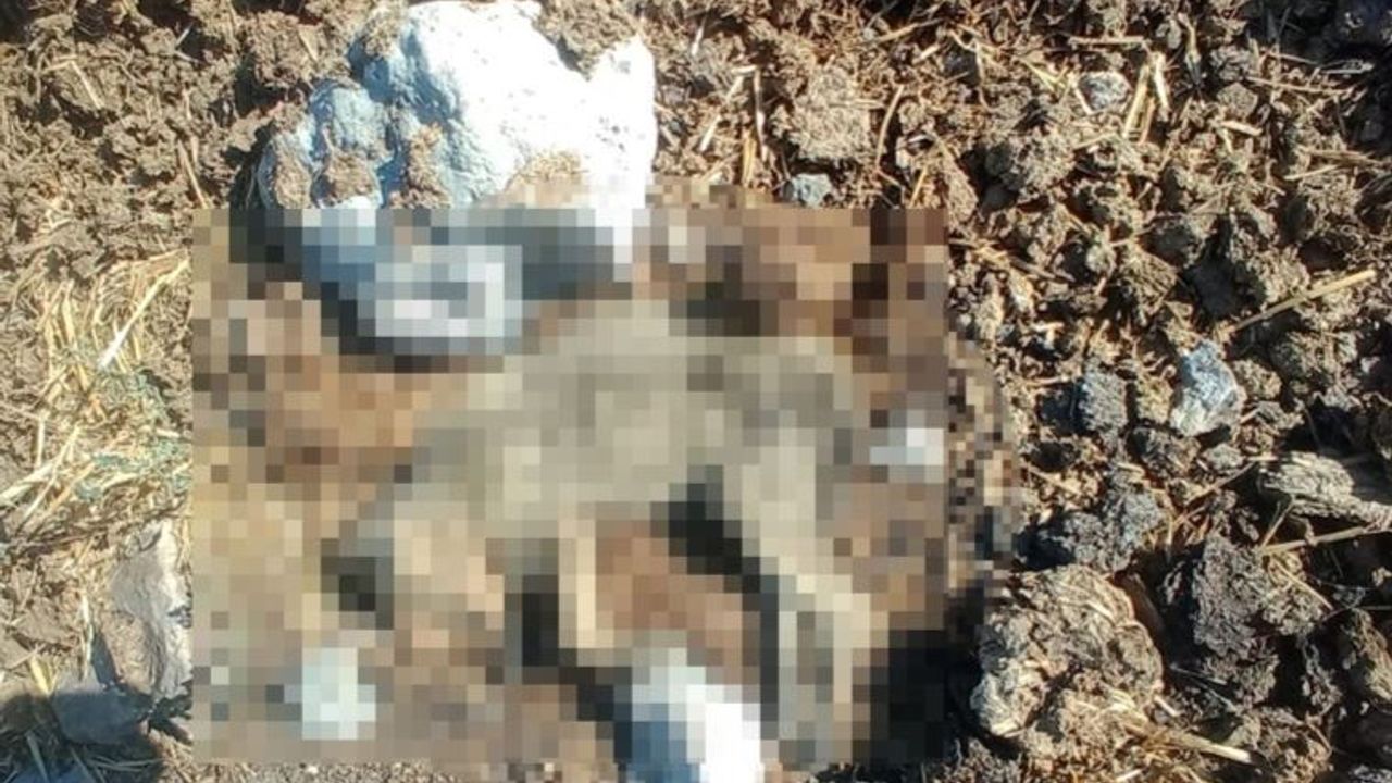 Hatay'da vahşet: 5 yavru köpek öldürüldü