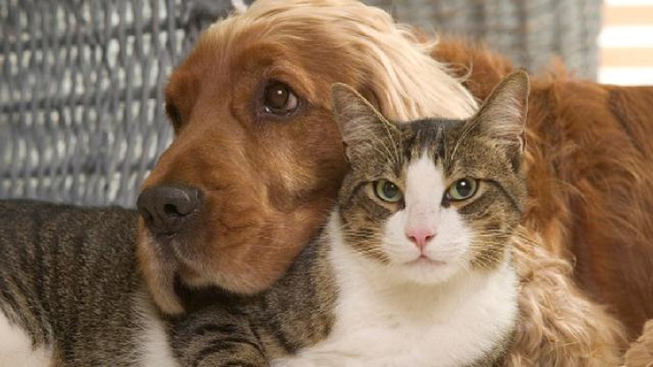 Kedi ve köpekler artık ''Pet shop'' da satılamayacak