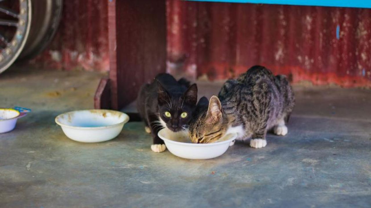Üç kedi maması ürününde zehirli kimyasallar çıktı: 'Tüketmeyin, derhal imha edin'