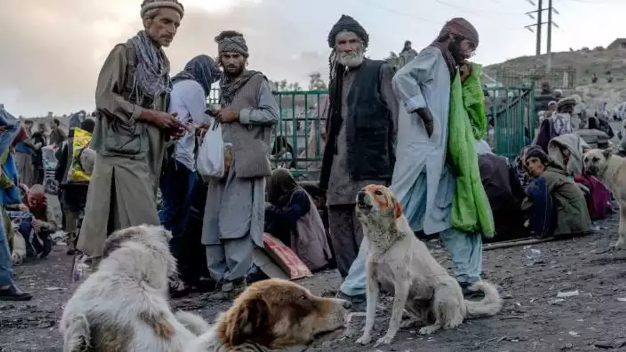 Afganistan'da uyuşturucu bağımlıları çoğalıyor! Köpekler bile yüksek dozdan ölüyor