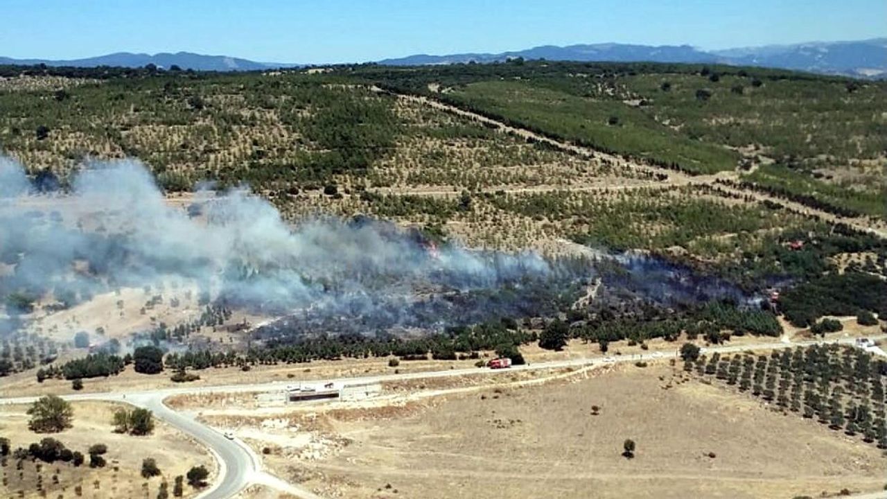 İzmir'de tarım alanında yangın