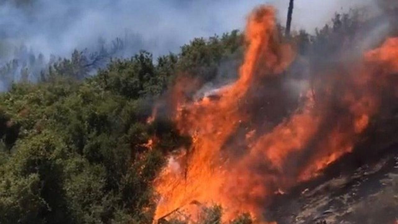 İzmir'de orman yangını çıktı! Müdahaleler devam ediyor