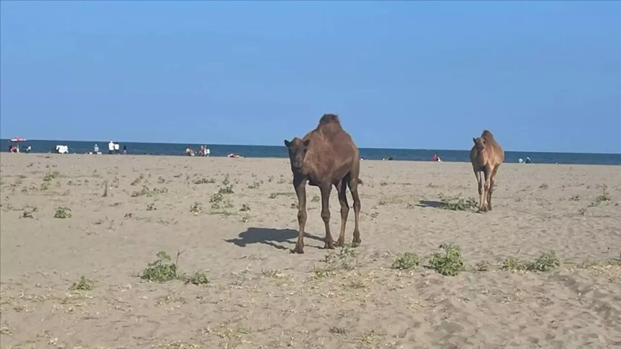 Samsun'da ilginç olay! Başıboş develer sahile indi
