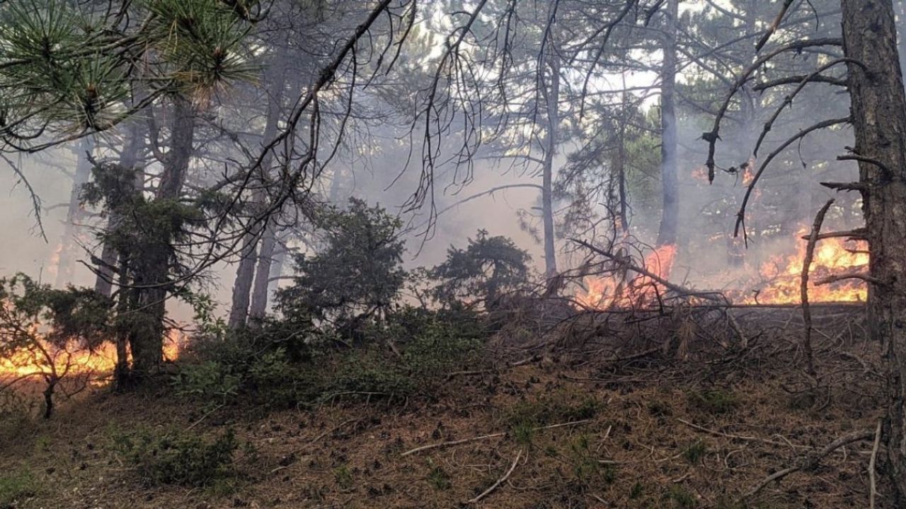 Eskişehir'de yıldırım düşen ormanda yangın çıktı