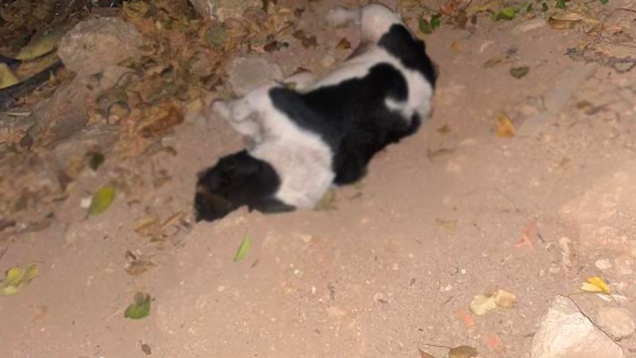 Antalya'da 9 köpek daha öldü: 25 köpek kayıp!