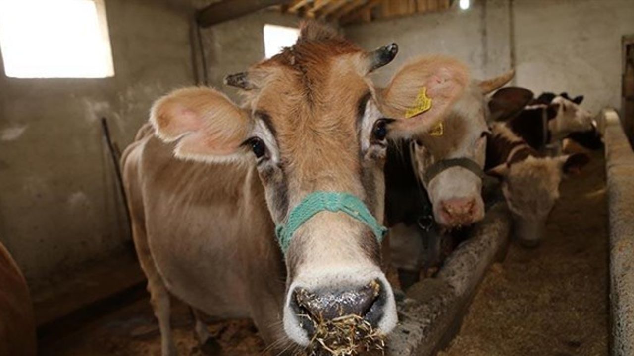 Bakanlık izin verdi: 150 bin baş sığır ithal edilecek