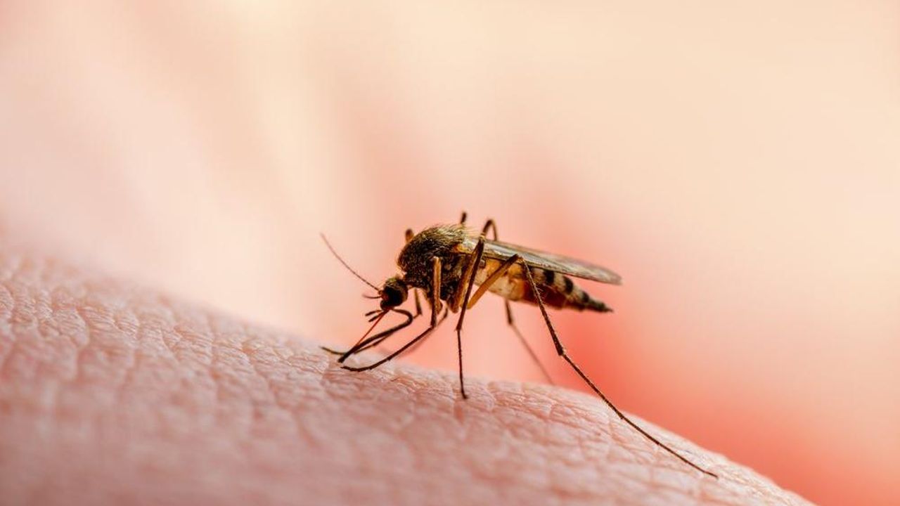 Bilim insanları sivrisineklerin hangi insanları seçtiğini açıkladı