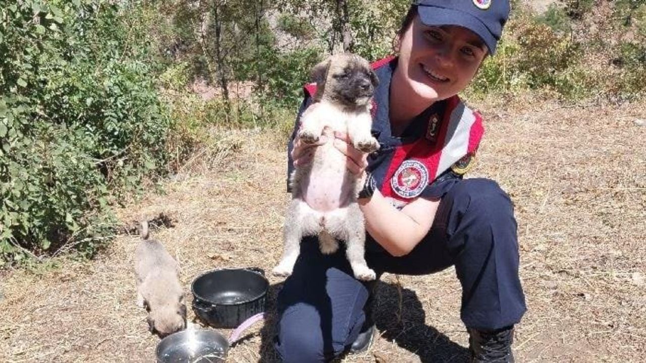 Tokat'ta çöpe atılan 10 yavru köpek kurtarıldı