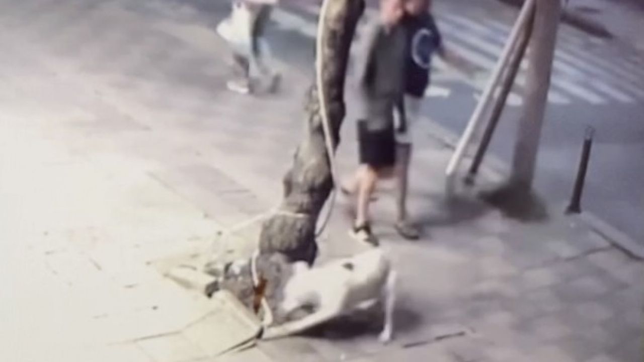 Ağızlık takılmadan gezdirilen pitbull kediyi öldürdü