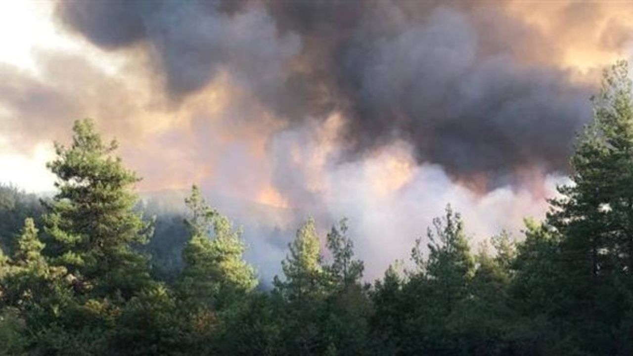 Bursa'da orman yangını: Havadan ve karadan müdahale sürüyor