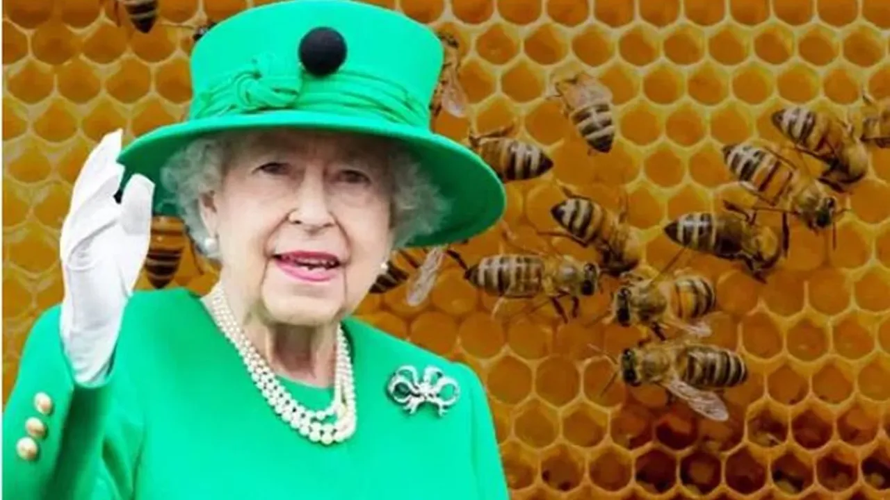 Kraliçe 2. Elizabeth'in ölümü, arılara da söylendi! Arılar olumsuz etkileniyor...