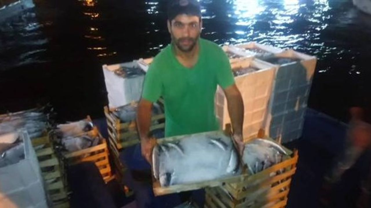 Düzce'de balık avı: 250 ton palamut avladılar