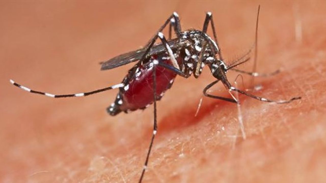Artan sivrisinek yoğunluğuna karşı Sağlık Bakanlığı rehber yayımladı