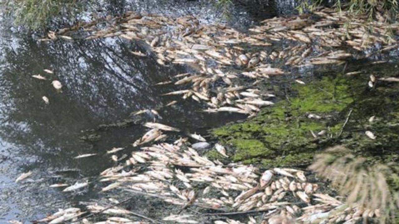 İzmir'de balık ölümleriyle ilgili inceleme başlatıldı