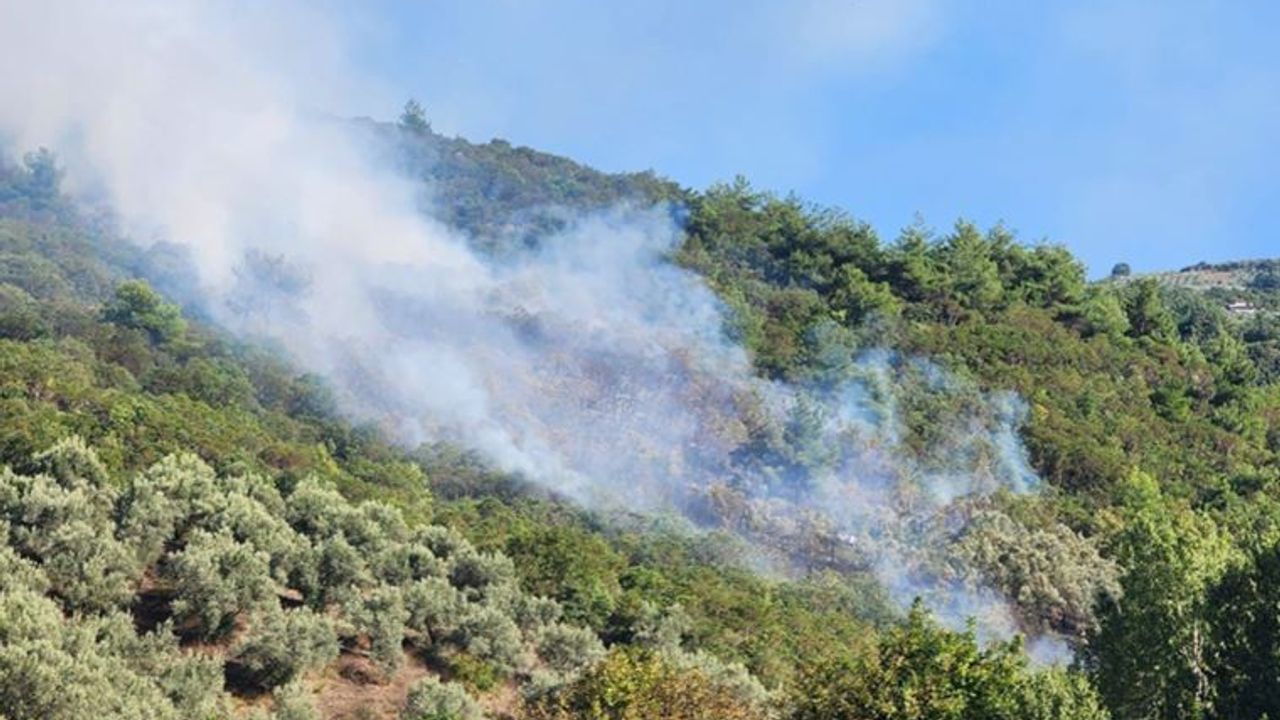 İznik'de orman yangını çıktı