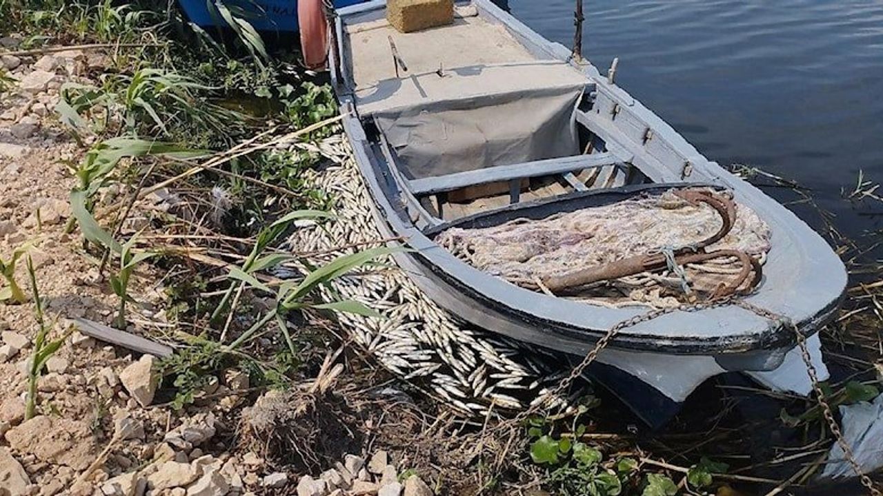 Asi Nehri’ndeki toplu balık ölümleri için Tarım ve Orman Müdürlüğü inceleme başlattı