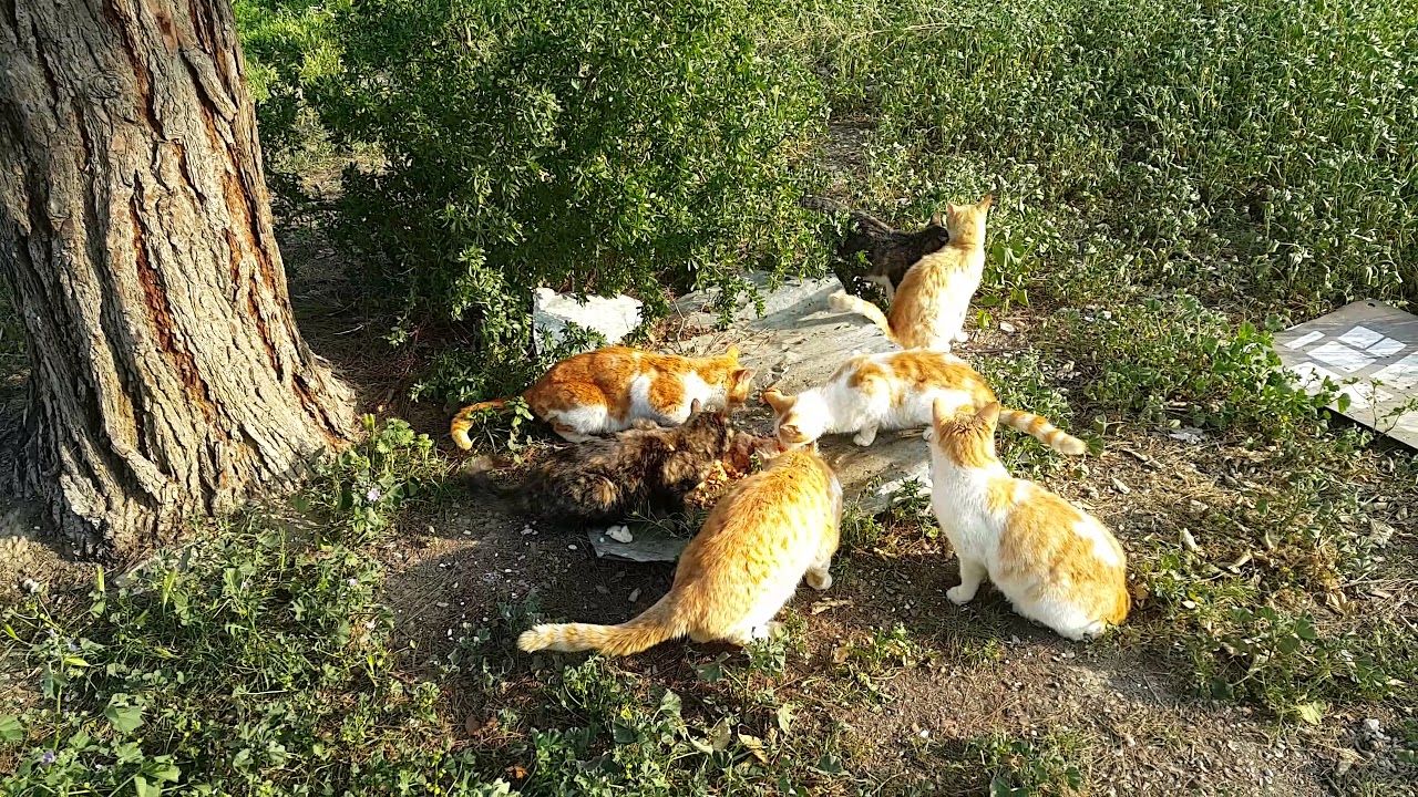 Edirne’de kedi katliamı! Boş arazide 15 ölü kedi!