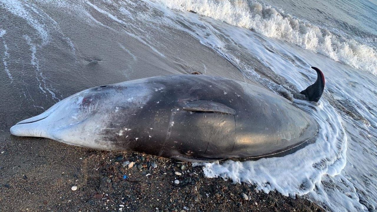 Depremden etkilenen balinalar Kıbrıs kıyılarına vurdu!