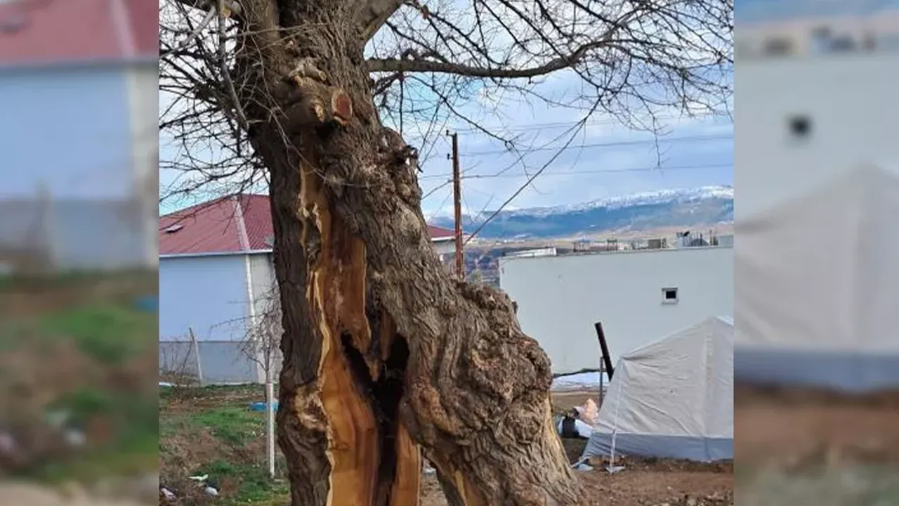 Asrın felaketine sebep olan depremler ağacı ikiye böldü