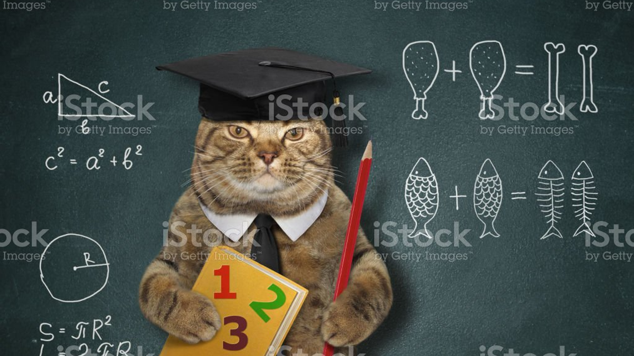 Bilim dünyası şokta: Sıradan bir ev kedisi matematik problemi çözüyor!