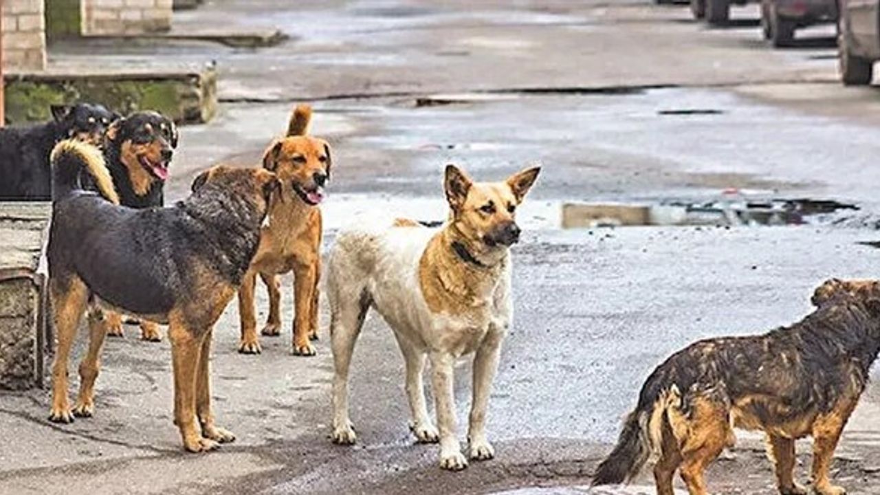 Hükümet Mevzuat değişikliğine gitmeye hazırlanıyor: Sokak köpeklerine 'Avrupa' çözümü geliyor