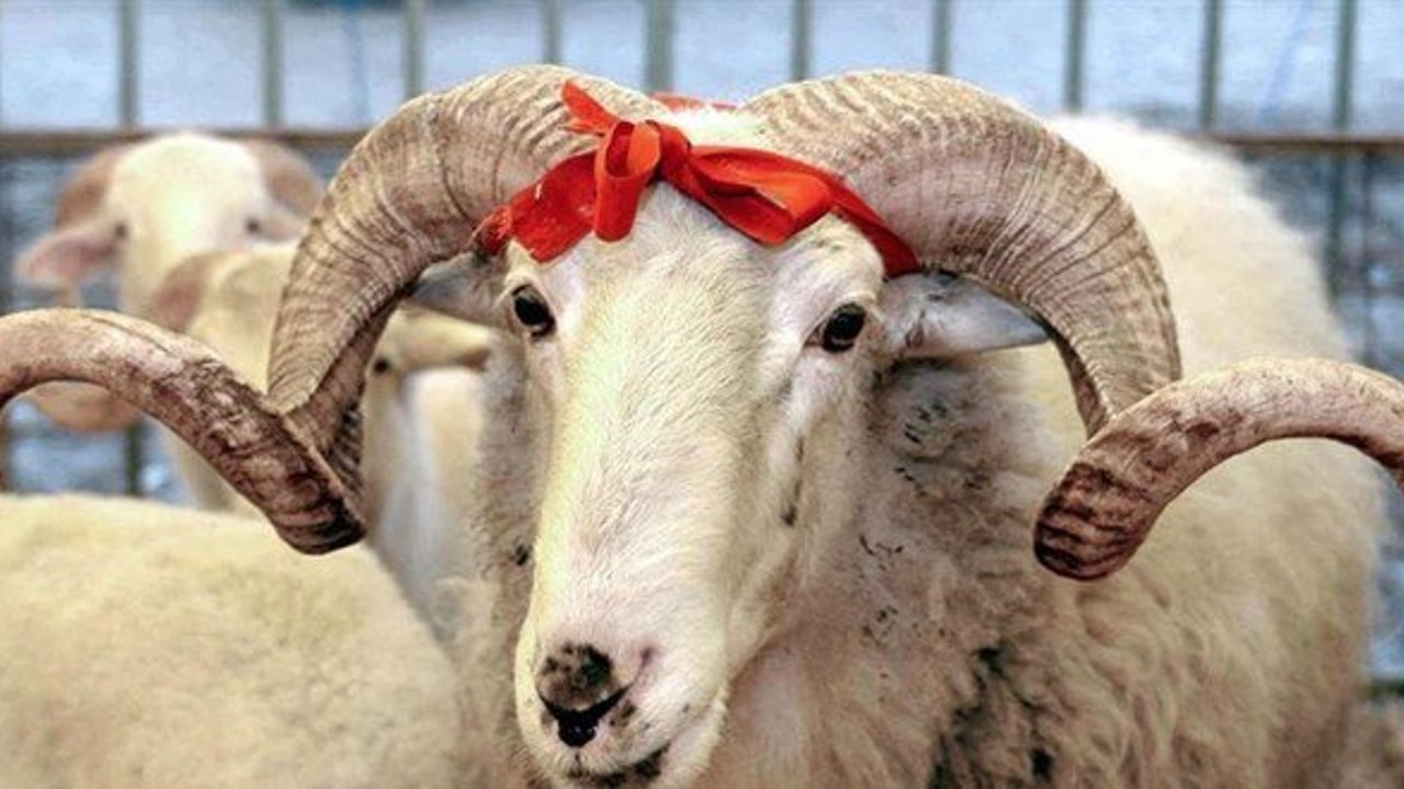 2026 vekaletle kurban bedelleri netleşti: İşte yurt içi ve yurt dışı fiyatları