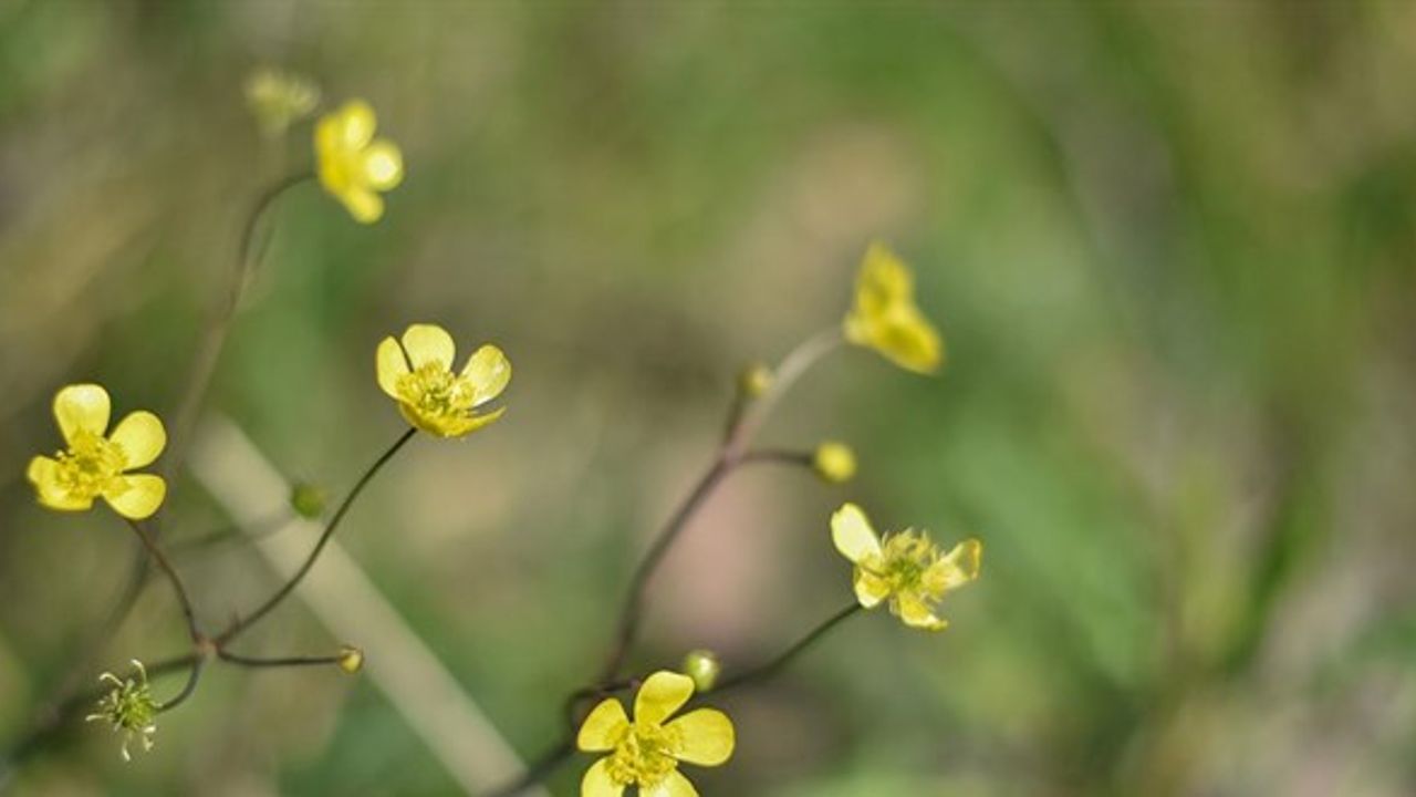 Cemre Düşüyor, Bahar Yaklaşıyor
