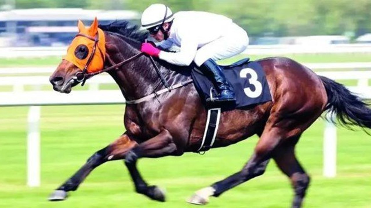 Yarış atı kavurma yapılan iş insanına para cezası