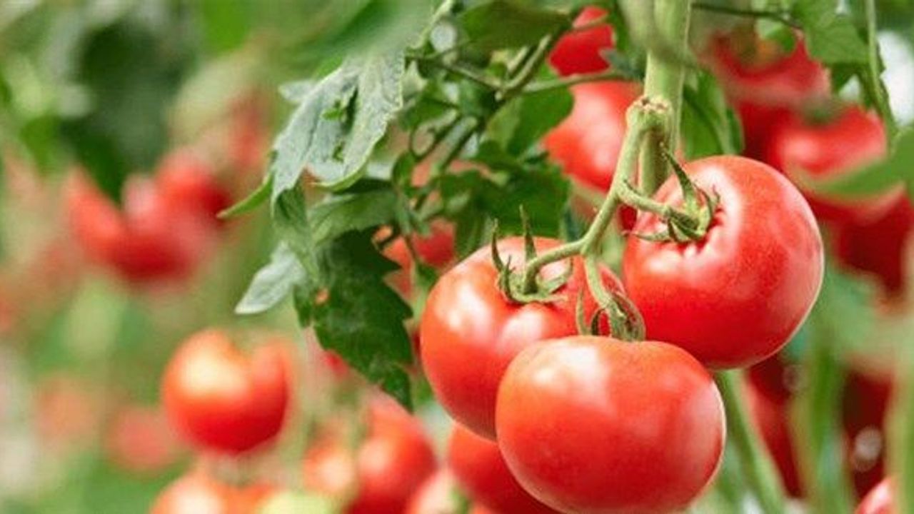 “Bedava domates” bile 20 TL’ye ulaşıyor: Lojistik maliyetleri gıda fiyatlarını uçurdu