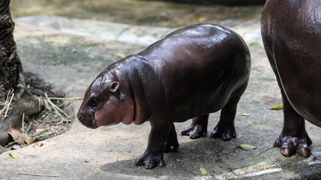 Pablo Escobar'ın su aygırları için öldürme kararı