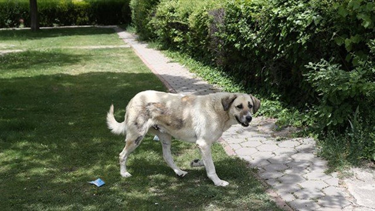 Savcıya Köpekle Saldırı: “Isır” Talimatı Veren Şüpheli Tutuklandı